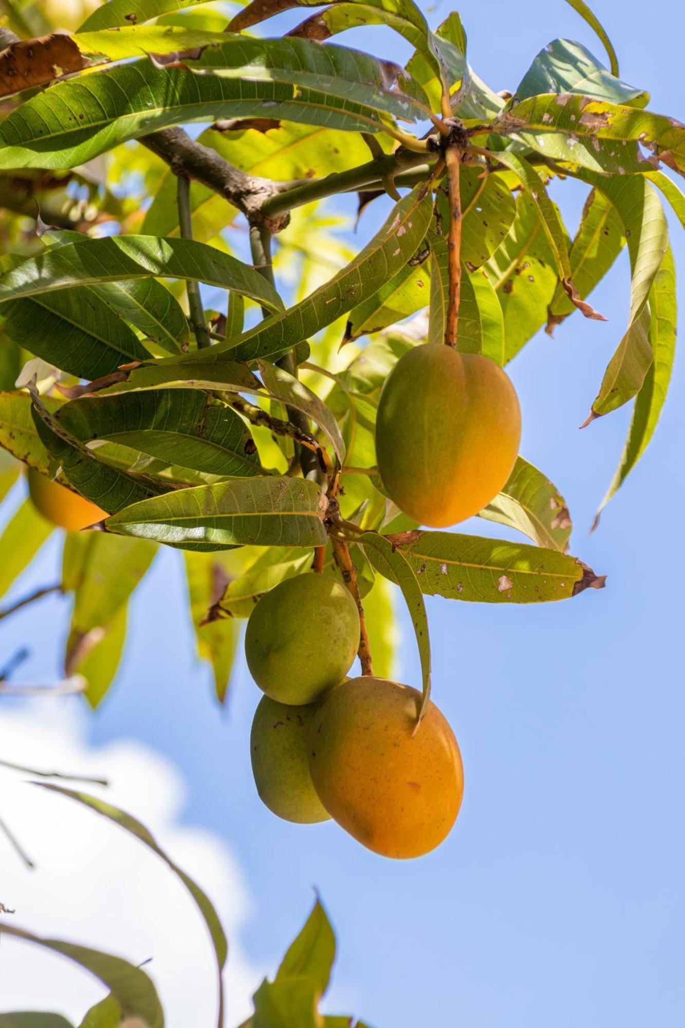 Amaris Mango Seafront Villa Granelli Bagian luar foto